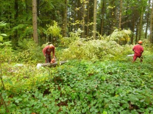 Photo 0780_Le_bois_des_brigands_005.jpg