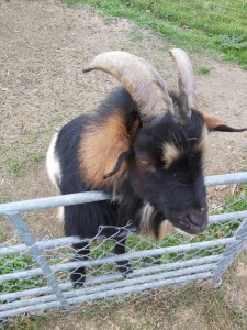 Photo 2009_006.jpg